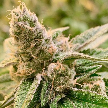 Rare Dankness Tangerine Somali - 12 reguläre Samen