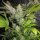 Seedism Seeds Sweet Lemon Razzlez - 5 feminisierte Samen