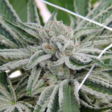 Seedism Seeds Papaya Razzlez - 5 feminisierte Samen