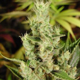 Soma Seeds Amnesia Haze - 5 feminisierte Samen