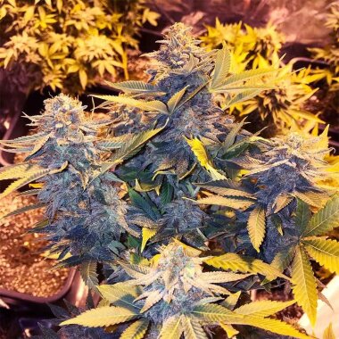 Soma Seeds Somango Pineapple - 5 feminisierte Samen