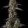 Compound Genetics Kumamotoz - 3  feminisierte Samen