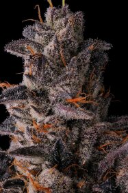 Compound Genetics Lemon Cherry Pavè - 3  feminisierte Samen
