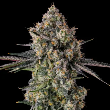 Compound Genetics Zhampagne - 3  feminisierte Samen