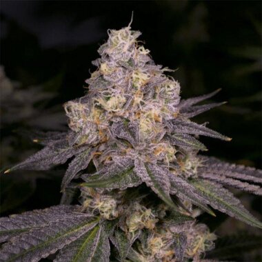 Archive Seedbank Dark Dosi - 6 feminisierte Samen