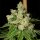 Archive Seedbank Diesel Dough - 6 feminisierte Samen