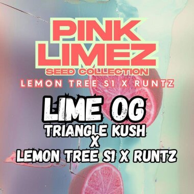 Grounded Genetics Lime OG - 7 feminisierte Samen