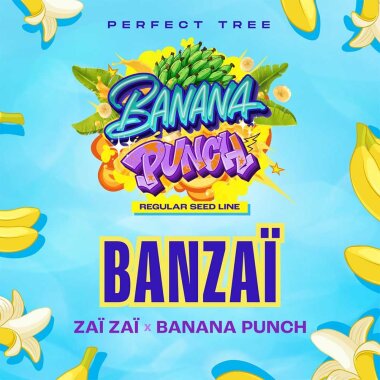 Perfect Tree BANZAÏ - 12 reguläre Samen