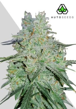 AutoSeeds Amnesia Haze Auto - 5 feminisierte Samen