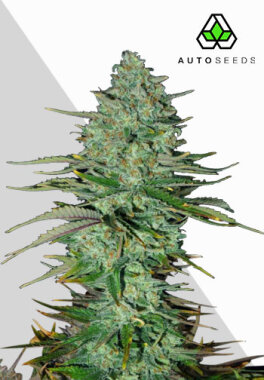 AutoSeeds Apple Fritters Auto - 3 feminisierte Samen