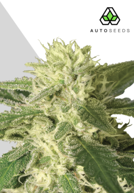 AutoSeeds Auto #1 Auto - 3 feminisierte Samen