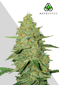 AutoSeeds Acapulco Gold Auto - 3 feminisierte Samen