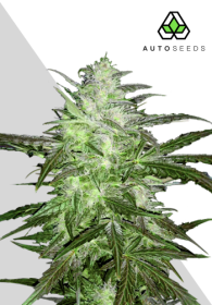 AutoSeeds Chemdawg Auto - 3 feminisierte Samen