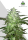 AutoSeeds Chemdawg Auto - 3 feminisierte Samen