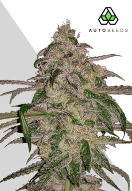 AutoSeeds Moonrocks Auto - 3 feminisierte Samen