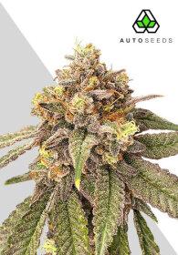 AutoSeeds Pink Runtz Auto - 3 feminisierte Samen