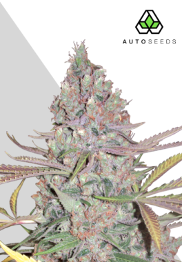 AutoSeeds Berry Ryder Auto - 5 feminisierte Samen