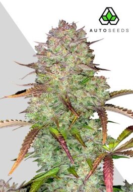 AutoSeeds Blue Dream Auto - 3 feminisierte Samen