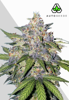 AutoSeeds Blueberry Auto - 3 feminisierte Samen