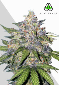 AutoSeeds Blueberry Auto - 5 feminisierte Samen