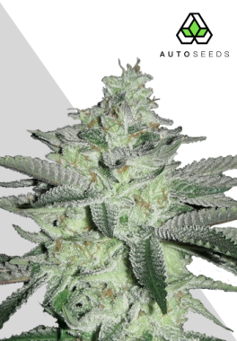 AutoSeeds Diesel Berry Auto - 3 feminisierte Samen