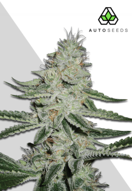 AutoSeeds Dreamberry Auto - 3 feminisierte Samen