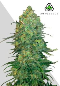 AutoSeeds Durban Poison Auto - 3 feminisierte Samen