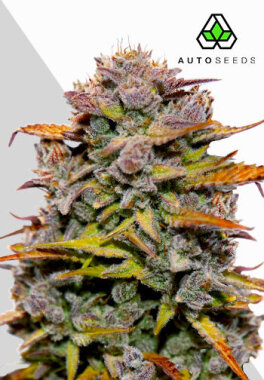 AutoSeeds Fat Bastard Auto - 5 feminisierte Samen