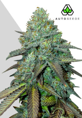 AutoSeeds Gelato Auto - 3 feminisierte Samen