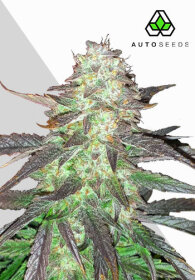 AutoSeeds Ghost Train Haze Auto - 3 feminisierte Samen