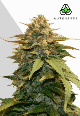 AutoSeeds Gold Leaf Auto - 3 feminisierte Samen