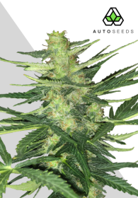 AutoSeeds Polar Express Auto - 3 feminisierte Samen