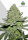 AutoSeeds Sour Diesel Auto - 3 feminisierte Samen