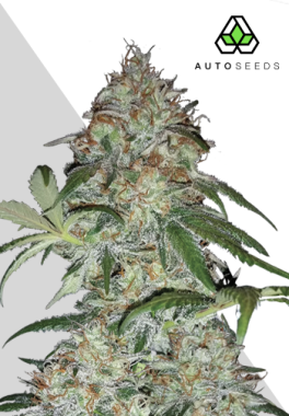 AutoSeeds Sucker Punch Auto - 3 feminisierte Samen