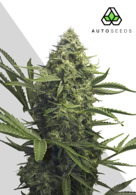 AutoSeeds Sweet CBD Auto - 3 feminisierte Samen