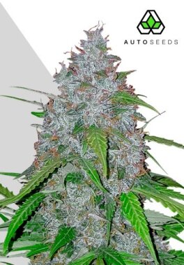 AutoSeeds White Widow Auto - 3 feminisierte Samen