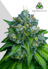 AutoSeeds Zkittlez Auto - 3 feminisierte Samen