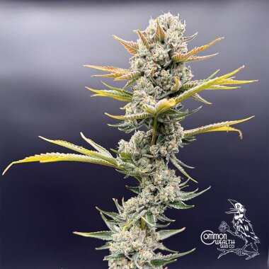 Commonwealth Seed Co Imperial Grapes - 3 feminisierte Samen