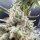 Commonwealth Seed Co Imperial Grapes - 3 feminisierte Samen
