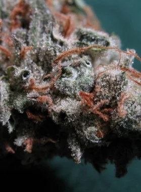 BC Bud Depot Seeds Sweet God - 6 feminisierte Samen