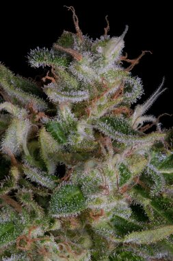 Big Head Seeds Alien Gorilla - 10 feminisierte Samen