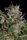 Big Head Seeds Alien Gorilla - 10 feminisierte Samen