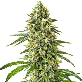 Blimburn Seeds Guanabana - 3 feminisierte Samen