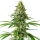 Blimburn Seeds Santa Muerte - 3 feminisierte Samen