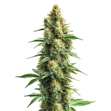 Blimburn Seeds Orka - 3 feminisierte Samen