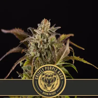 Blimburn Seeds Grizzly Purple Kush - 3 feminisierte Samen