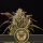Blimburn Seeds Grizzly Purple Kush - 3 feminisierte Samen