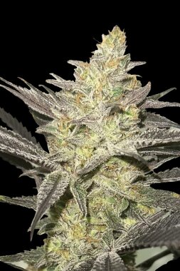 Advanced Seeds Rainbow Sherbet#11 - 3+1 feminisierte Samen
