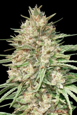Advanced Seeds Lemon Bean - 3+1 feminisierte Samen