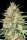 Advanced Seeds Lemon Bean - 3+1 feminisierte Samen